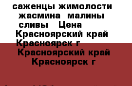 саженцы жимолости, жасмина, малины, сливы › Цена ­ 250 - Красноярский край, Красноярск г.  »    . Красноярский край,Красноярск г.